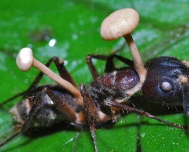 " 1Faran i Cordyceps: Djupdykning i Parasitens Fascinerande Värld" 2 "Faran i Cordyceps: Djupdykning i Parasitens Fascinerande Värld"
