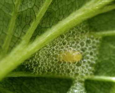 SPOTTSTRITAR:1 Fascinerande Insekter Som Skapar Skumskulpturer 6 SPOTTSTRITAR: Fascinerande Insekter Som Skapar Skumskulpturer