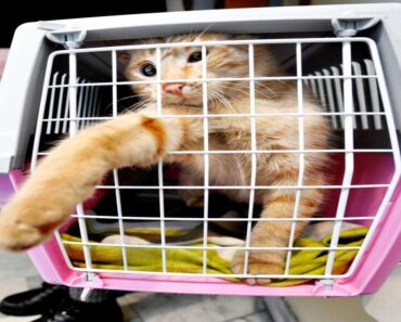 10 Tips för Att Resa med Katt i 2025 1 10 Tips för Att Resa med Katt